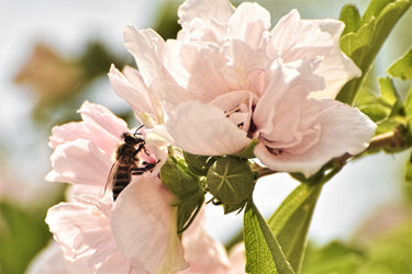 1000 BULK Mixed Colors ROSE Of SHARON HIBISCUS Syriacus Flower Tree Shrub Seeds